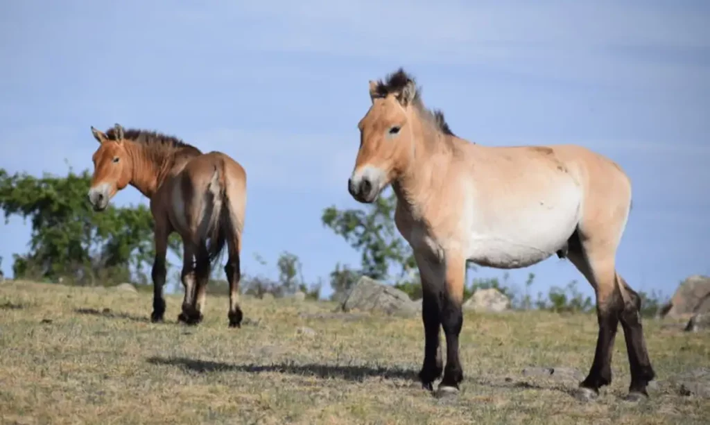 Takhi: o cavalo selvagem que virou símbolo da restauração na Mongólia